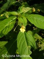 netýkavka malokvětá