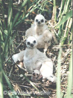 hnízdo motáka pochopa