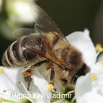 včelka mája