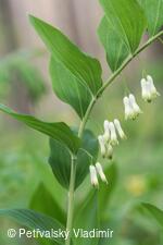 Kokořík mnohokvětý