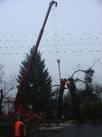 Kácení a výsadba stromů